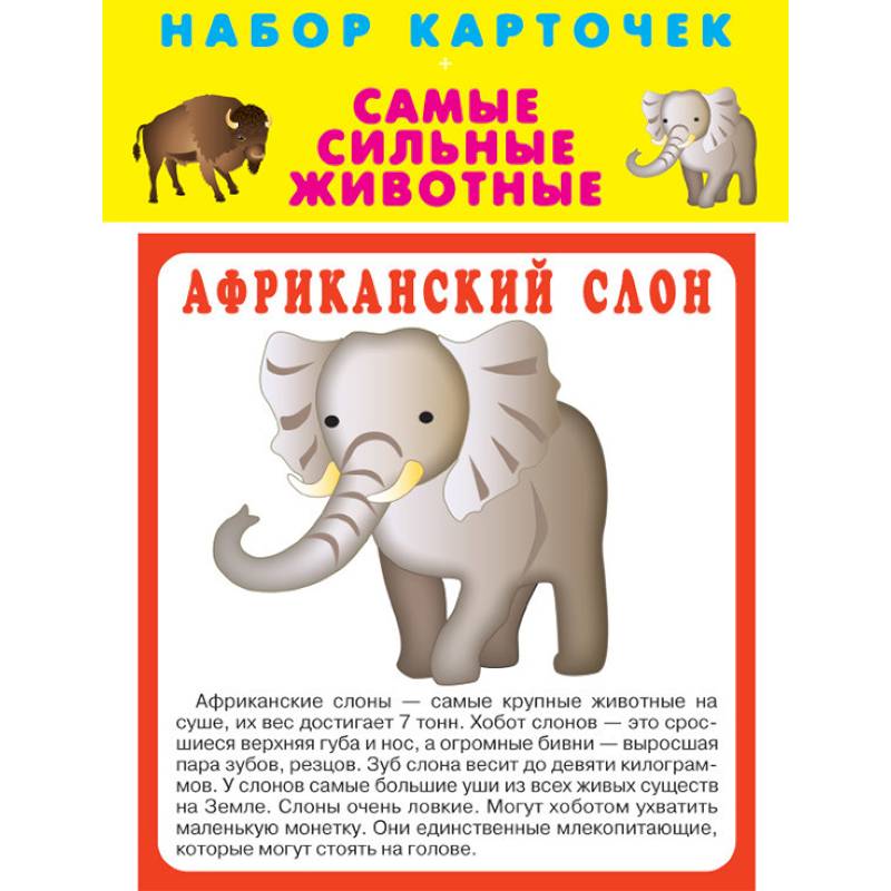 Набор карточек 'Самые быстрые животные' Набор карточек 'Самые быстрые животные'