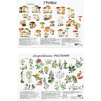 Грибы. Лекарственные растения (комплект из 2 плакатов)